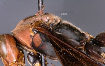 Media type: image;   Entomology 33138 Aspect: thorax lateral